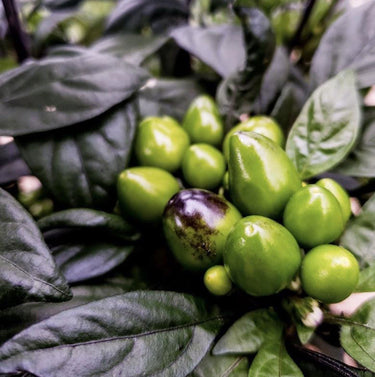 Black Pearl Pepper Seeds - The Pepper Pantry (Formerly Marie Sharp's)